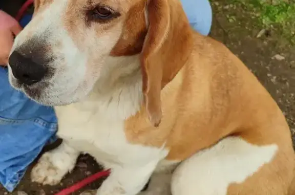 Beagle perdu: Marron/Blanc D153 - photo