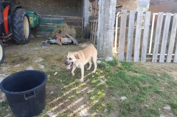 Chiot mâle perdu à Lagorce - photo