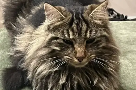 Animaux perdus Granville, photo: Chat tigré perdu à Granville
