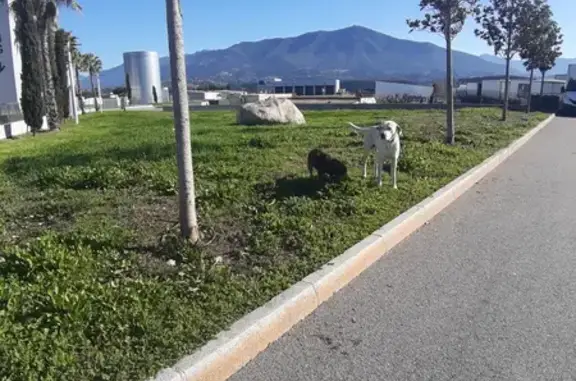 Chiens perdus à Leclerc Baleone - photo