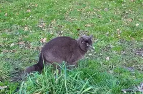 Chat gris perdu à Ste-Luce - photo