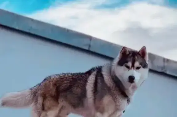 Chien perdu Vandœuvre-lès-Nancy, photo : Husky perdu, Vandœuvre-lès-Nancy