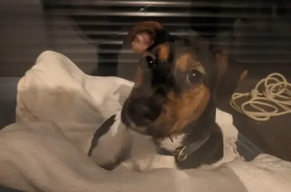 Chiot Jack Russel retrouvé - photo