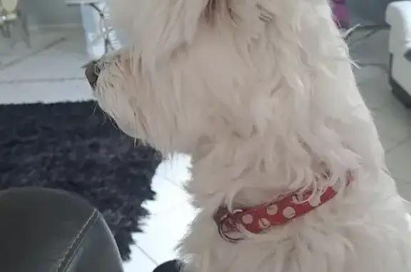 Chien bichon blanc perdu à Paris - photo