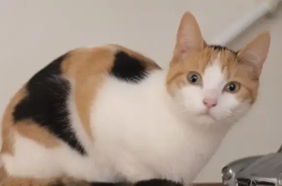 Chat perdu, , photo: Chatte tricolore perdue à Boisset