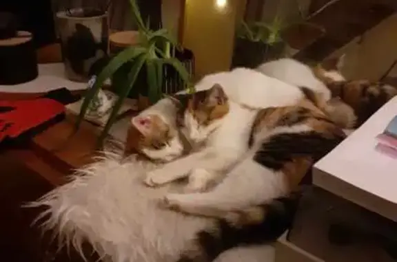 Chat perdu, Migennes, photo: Alerte: Deux chatons perdus