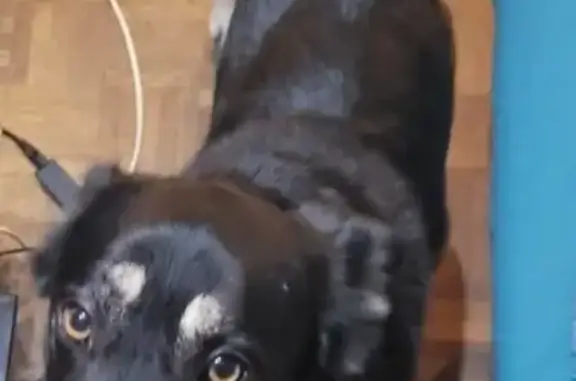 Chien mâle perdu à Rodez - photo