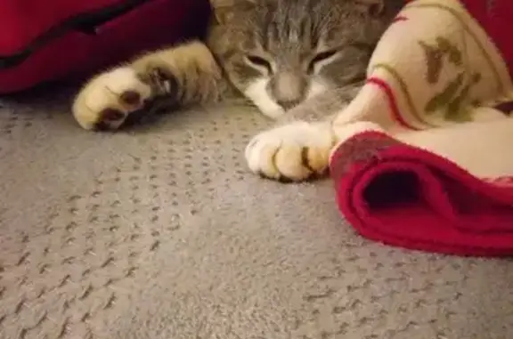 Chat perdu à Semondans retrouvé - photo