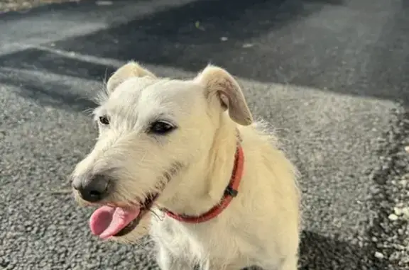 Jack Russel blanc perdu - Coadout - photo