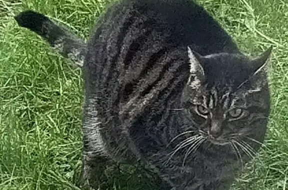 Chat tigré trouvé à L'Haÿ - photo