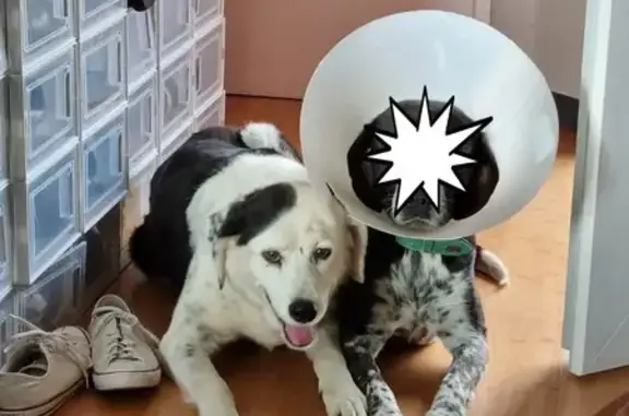Chien perdu , photo : Chienne tricolore perdue à C2