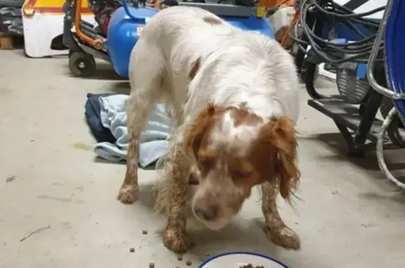 Chien épagneul breton trouvé - photo