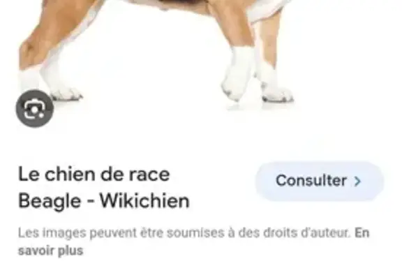 Chien trouvé Ozoir-la-Ferrière, photo: Beagle perdu, avenue Turgot
