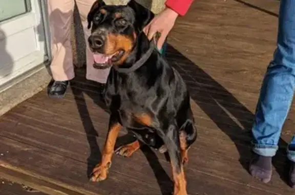 Chien trouvé , photo: Chiot doux trouvé à Chavagnes