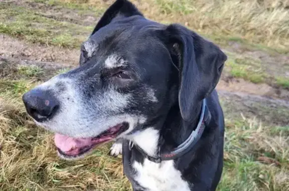 Animaux trouvés Bouffémont, photo: Chien âgé trouvé en forêt, Bouffémont