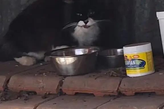 Chat domestiqué trouvé à Allonne - photo