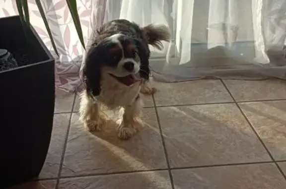 Chien Cavalier trouvé à St-Michel - photo