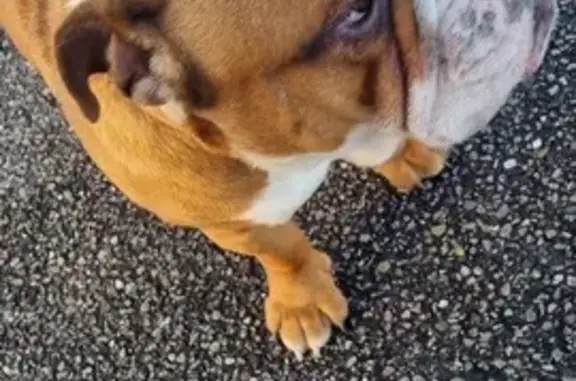 Chien Bulldog Anglais perdu - photo