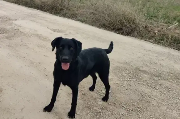 Chien labrador noir trouvé à Vendres - photo
