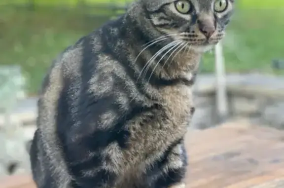 Animaux perdus Aix-en-Provence, photo: Chat tigré dodu perdu à Aix