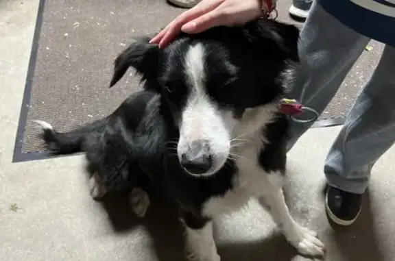 Chien trouvé , photo: Chien perdu à Thônes retrouvé