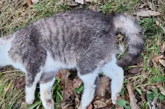 Chat perdu à Armoy retrouvé - photo