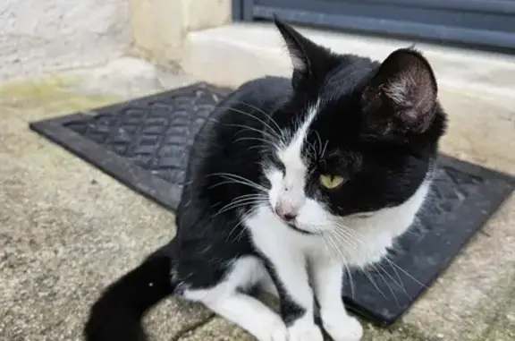 Chatte noire/blanche câline trouvée C12 - photo