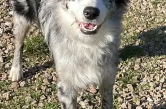 Animaux perdus , photo: Alerte: Chiot perdu à San-Gavino