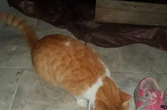 Chat perdu à Tomblaine retrouvé - photo
