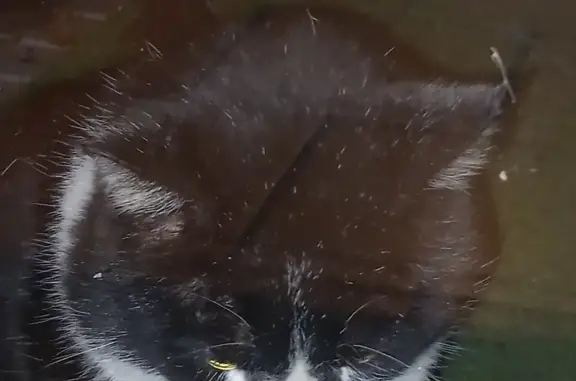 Chat noir et blanc trouvé à Saint-Vivien - photo