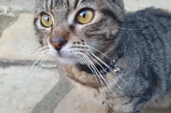 Chat perdu à Castéra-Verduzan - photo