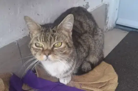 Chatte persane trouvée blessée - photo