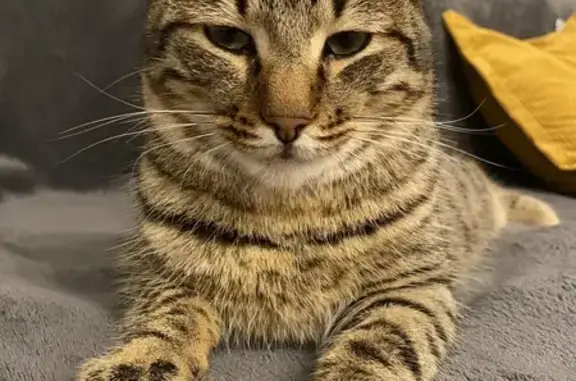 Chat perdu à Jacob-Bellecombette - photo