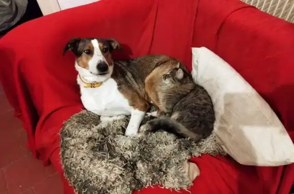 Chien perdu Mons, photo : Chien perdu près de la Mairie