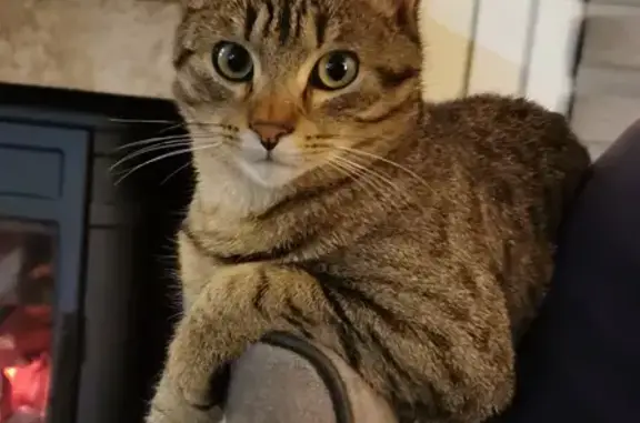 Chat perdu, Bon-Encontre, photo: Chat tigré Lopard perdu à Agen