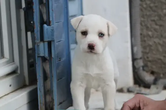 Animaux trouvés , photo: Chiot blanc aux yeux vairons trouvé