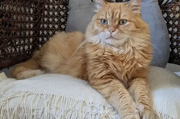 Chat perdu, Blanzat, photo: Simba, chat roux perdu à Blanzat