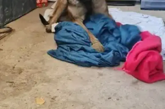 Chiot Malinois craintif trouvé - photo