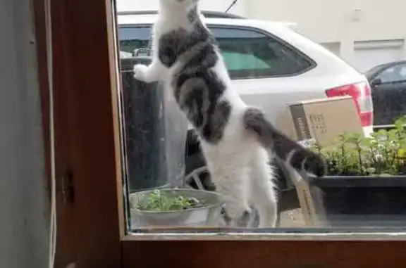 Chaton blanc et noir trouvé à Ussy - photo