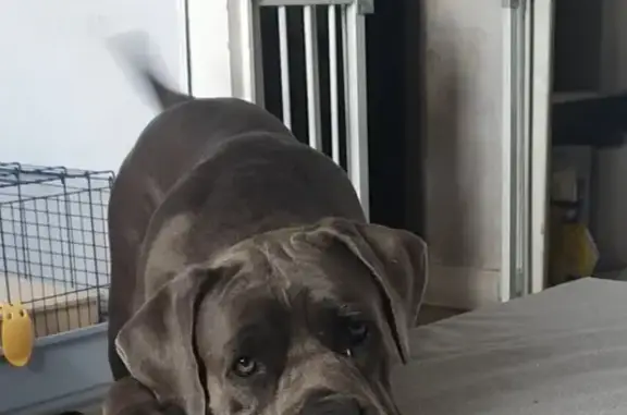 Chien perdu , photo : Chienne Cane Corso grise perdue
