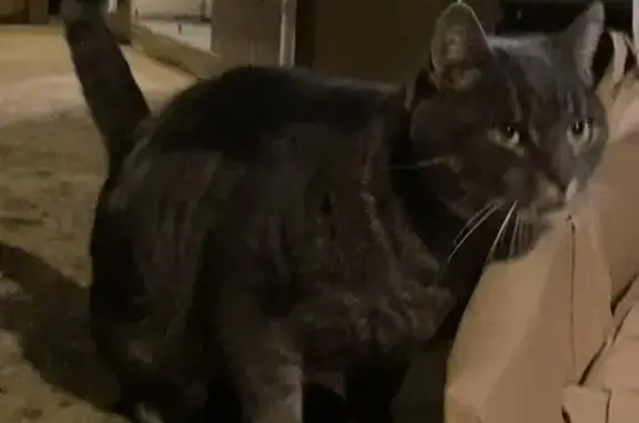Chat sociable trouvé à Gosné - photo