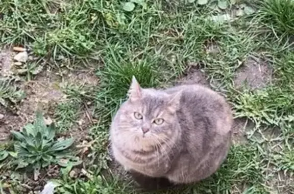Animaux trouvés Saint-Rambert-en-Bugey, photo: Chatte tigrée perdue à Saint-Rambert