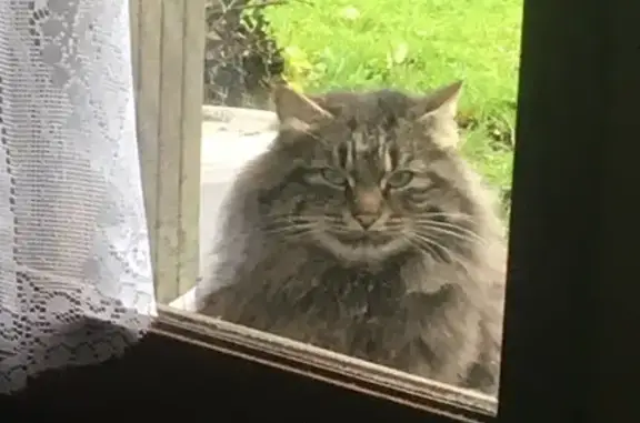 Chat Main Coon trouvé à Harcourt - photo