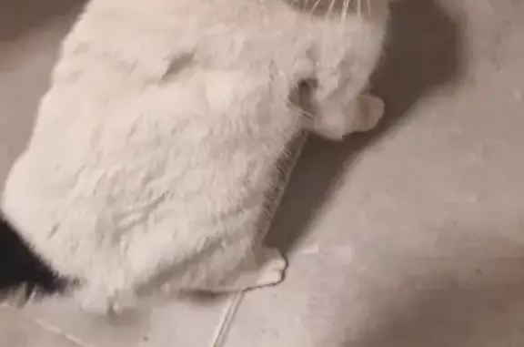 Chat blessé par collier à Staple - photo