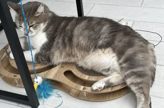 Animaux perdus , photo: Chat gris-blanc perdu à Marspich