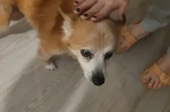 Chien perdu à Blagnac retrouvé - photo