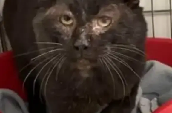 Chat perdu, Agen, photo: Chat noir perdu à Agen #Smithers