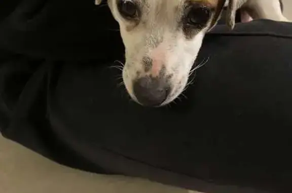 Chien Jack Russell trouvé à Angers - photo