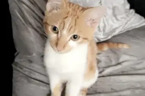 Lost Kitten Alert: Ginger & White, Woodroyd Rd