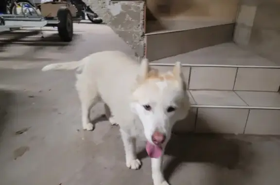 Chien blanc sociable trouvé à Villeneuve - photo